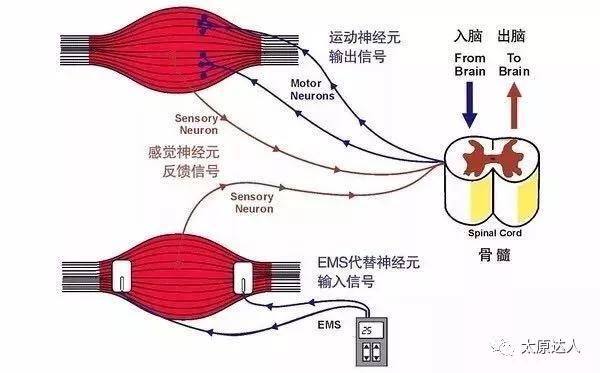 健身房明星墙_明星健身房健身_健身房明星级别教练是什么